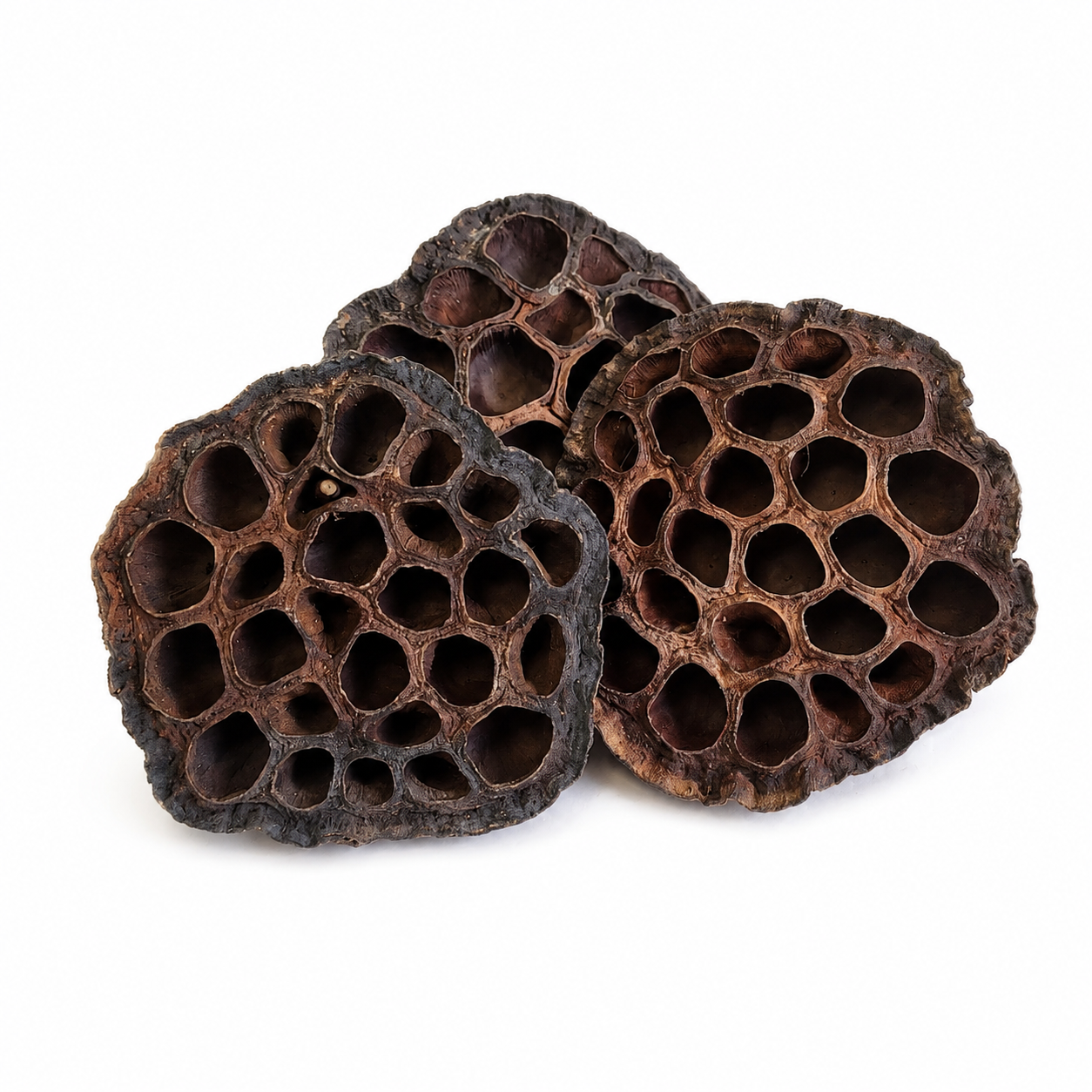 Lotus Pods