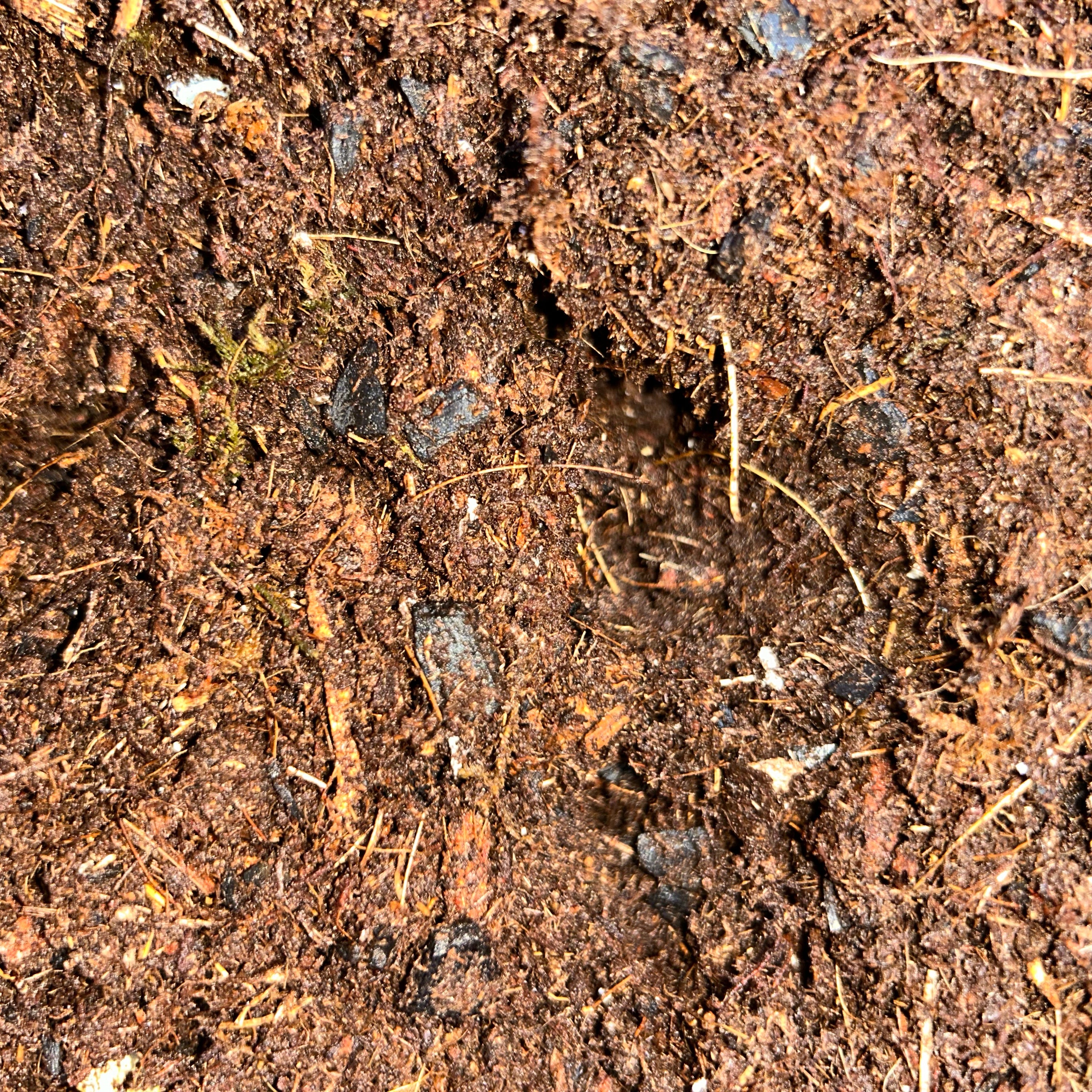 Girl Dirt Isopod Substrate