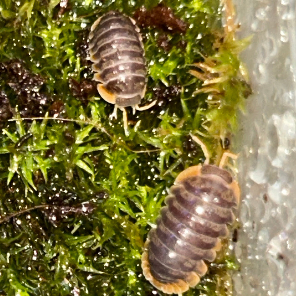 Cubaris Iriomotensis “Miyako”