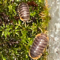 Cubaris Iriomotensis “Miyako”