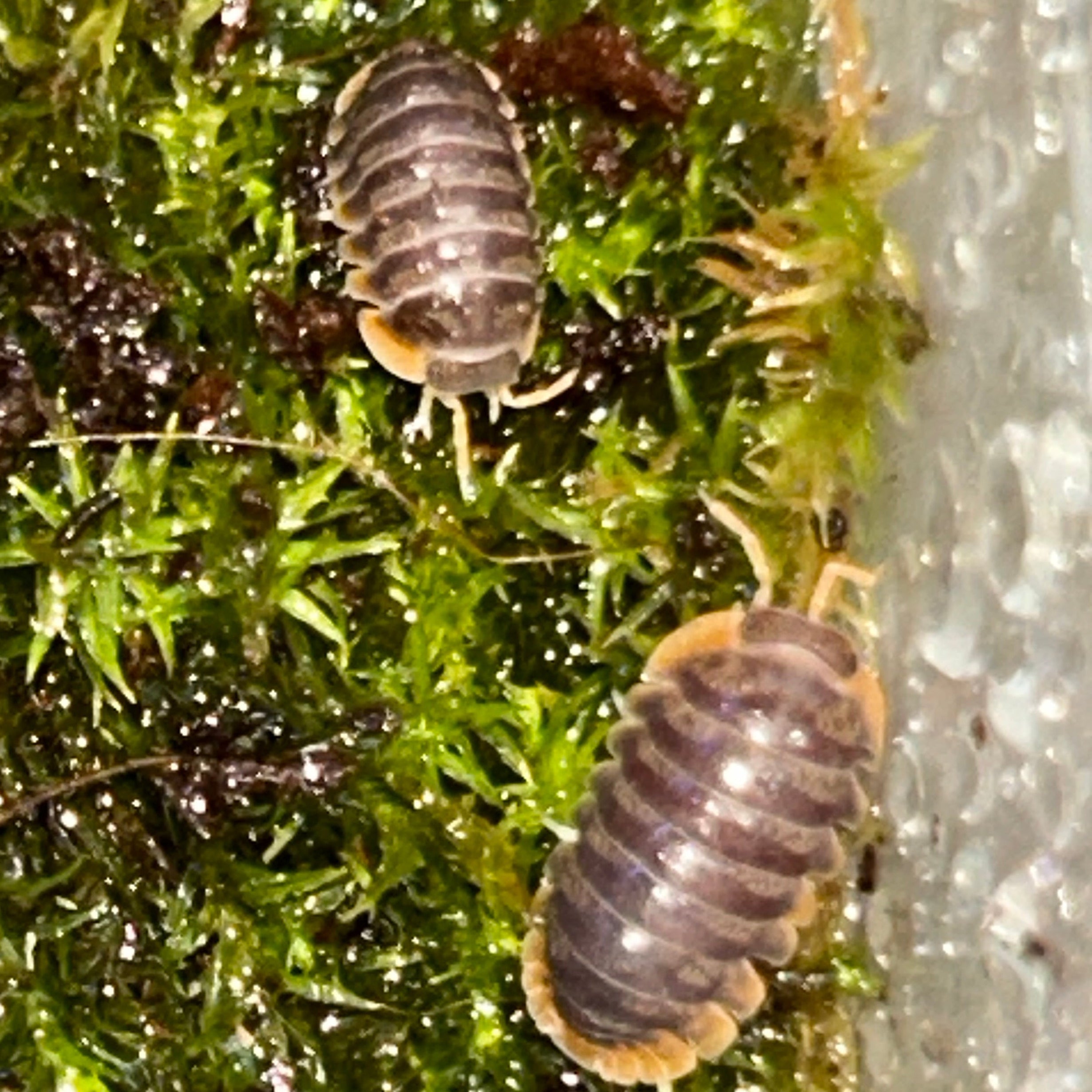 Cubaris Iriomotensis “Miyako”