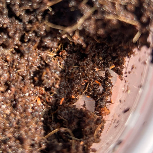 Asian Orange Springtails (Yuukianura Aphoruroides)