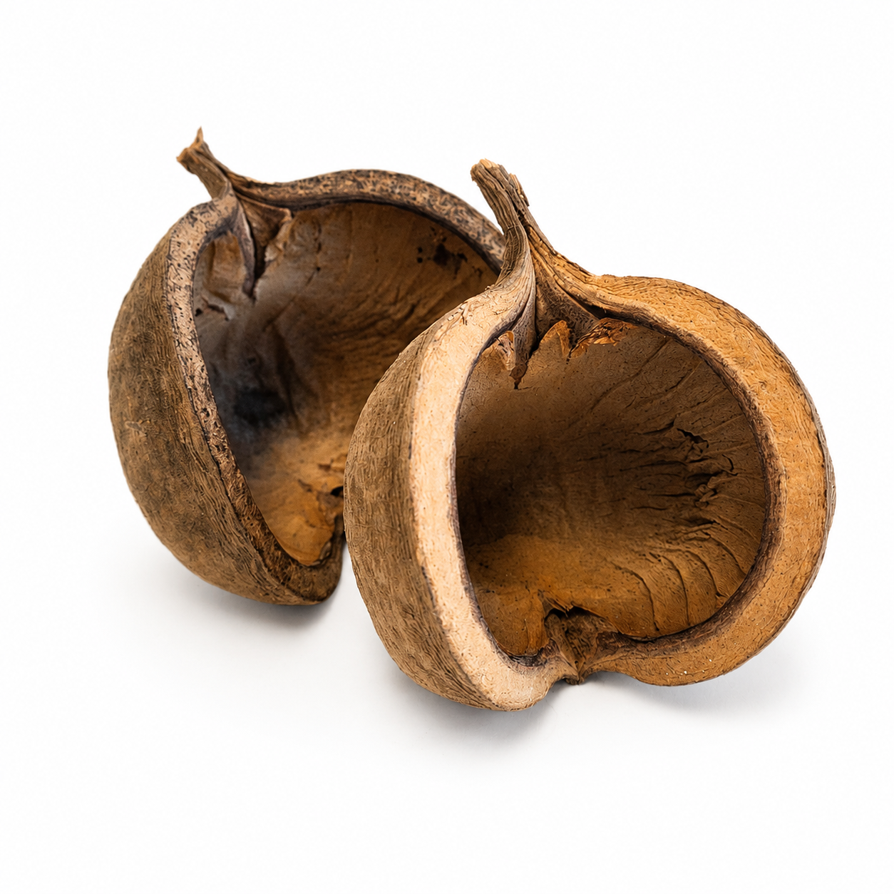Streculia (Buddha) Pods