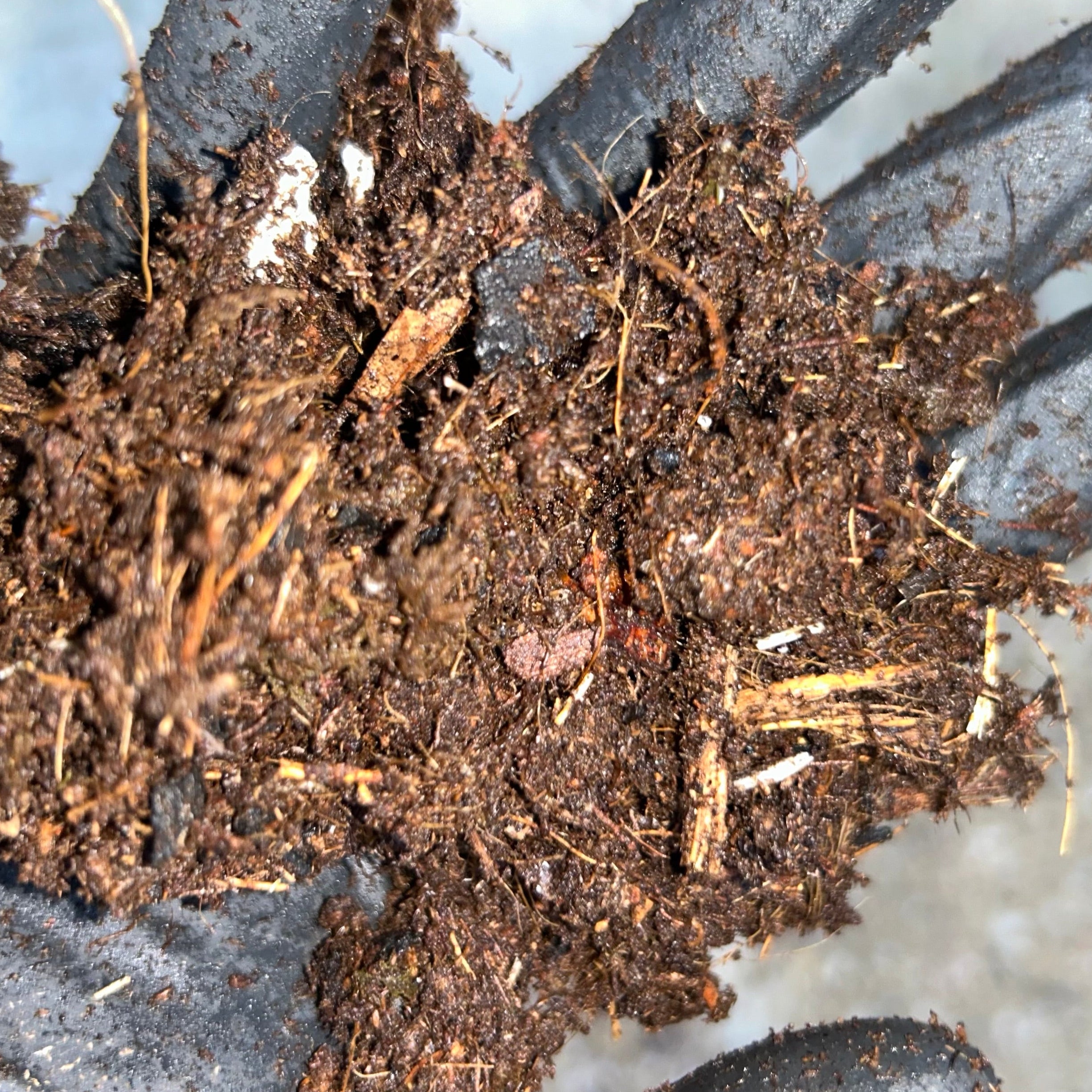 Girl Dirt Isopod Substrate