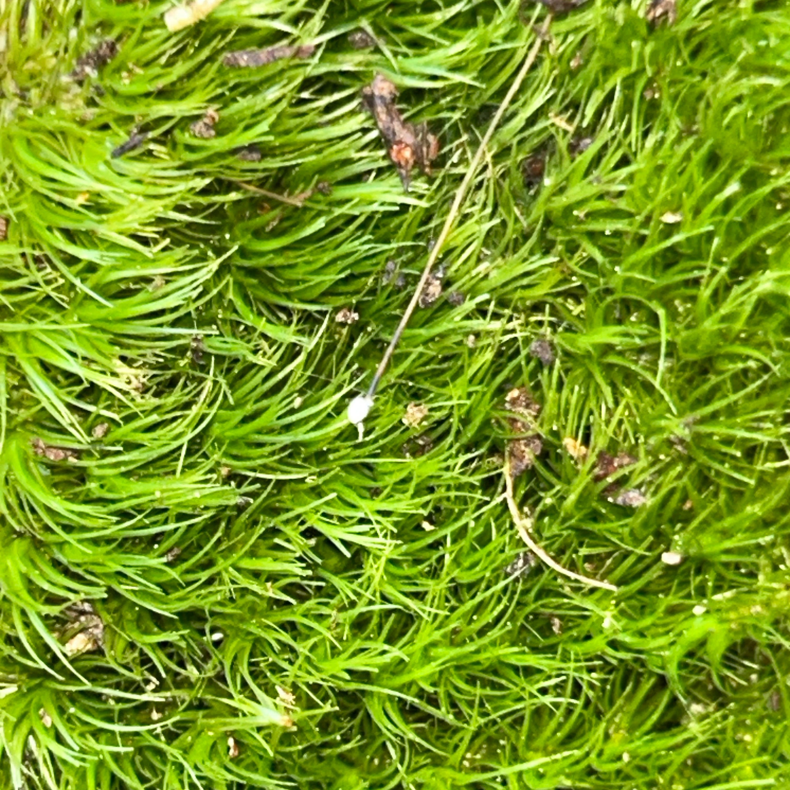 Live Mood Moss (Dicranum scoparium)
