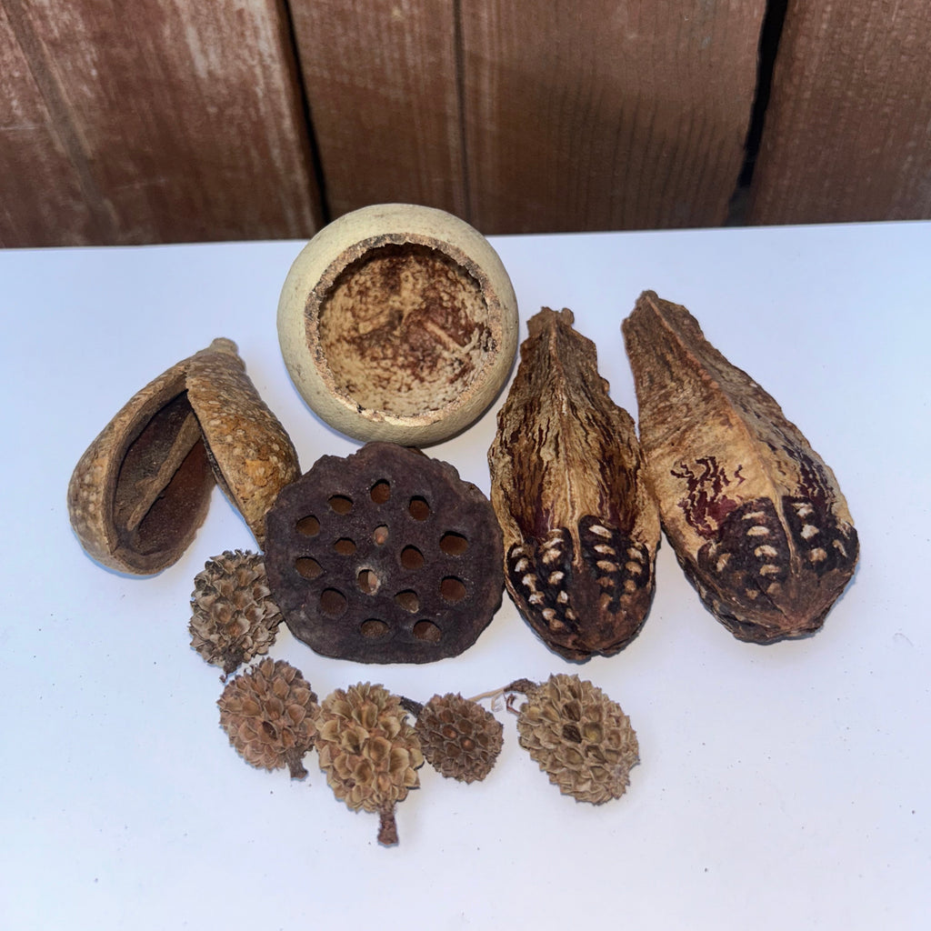 Nano Vivarium Botanicals