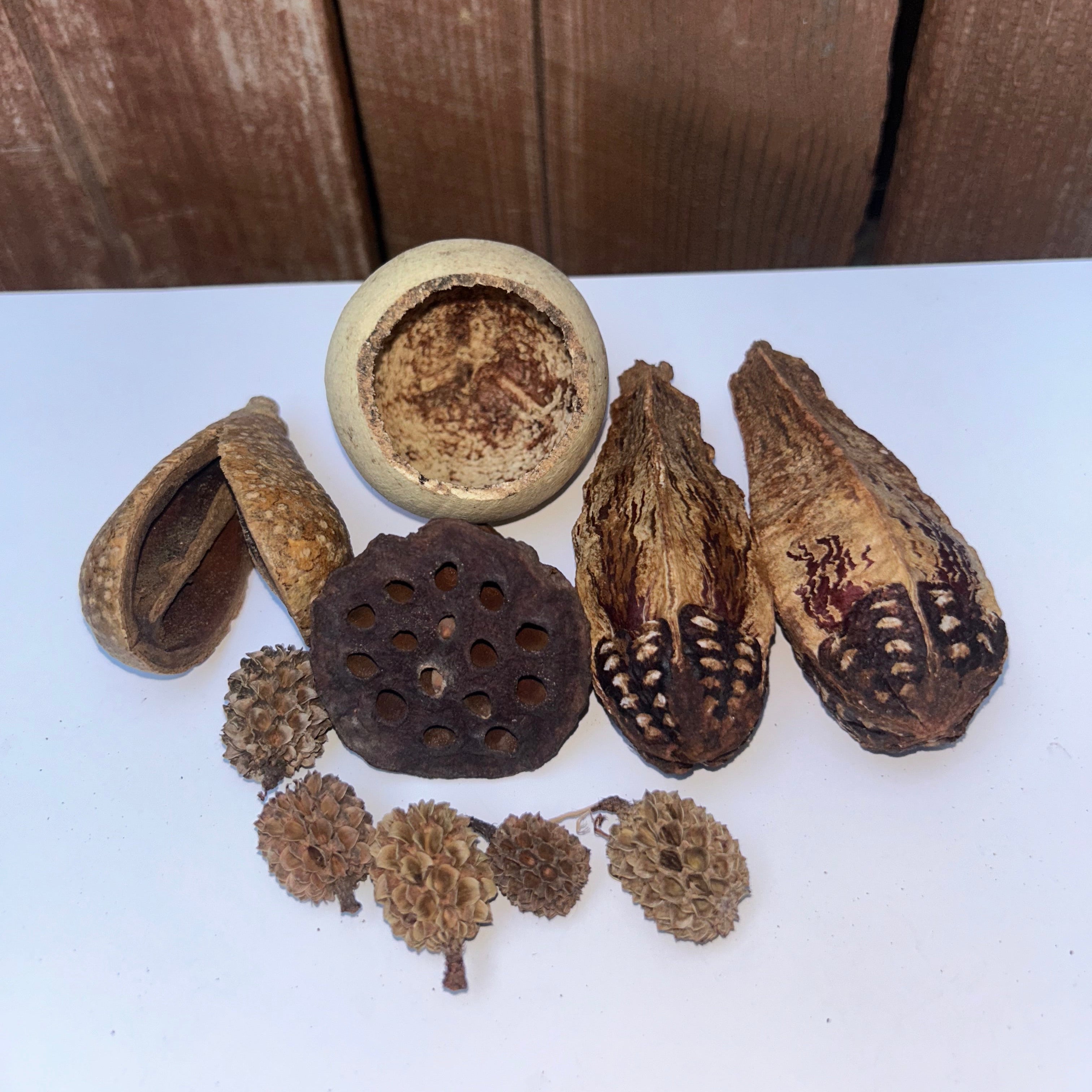 Nano Vivarium Botanicals