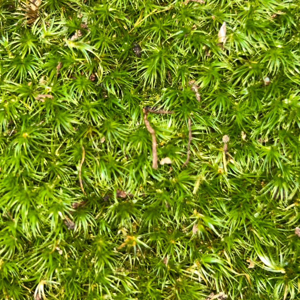 Live Mood Moss (Dicranum scoparium)