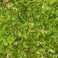 Live Mood Moss (Dicranum scoparium)