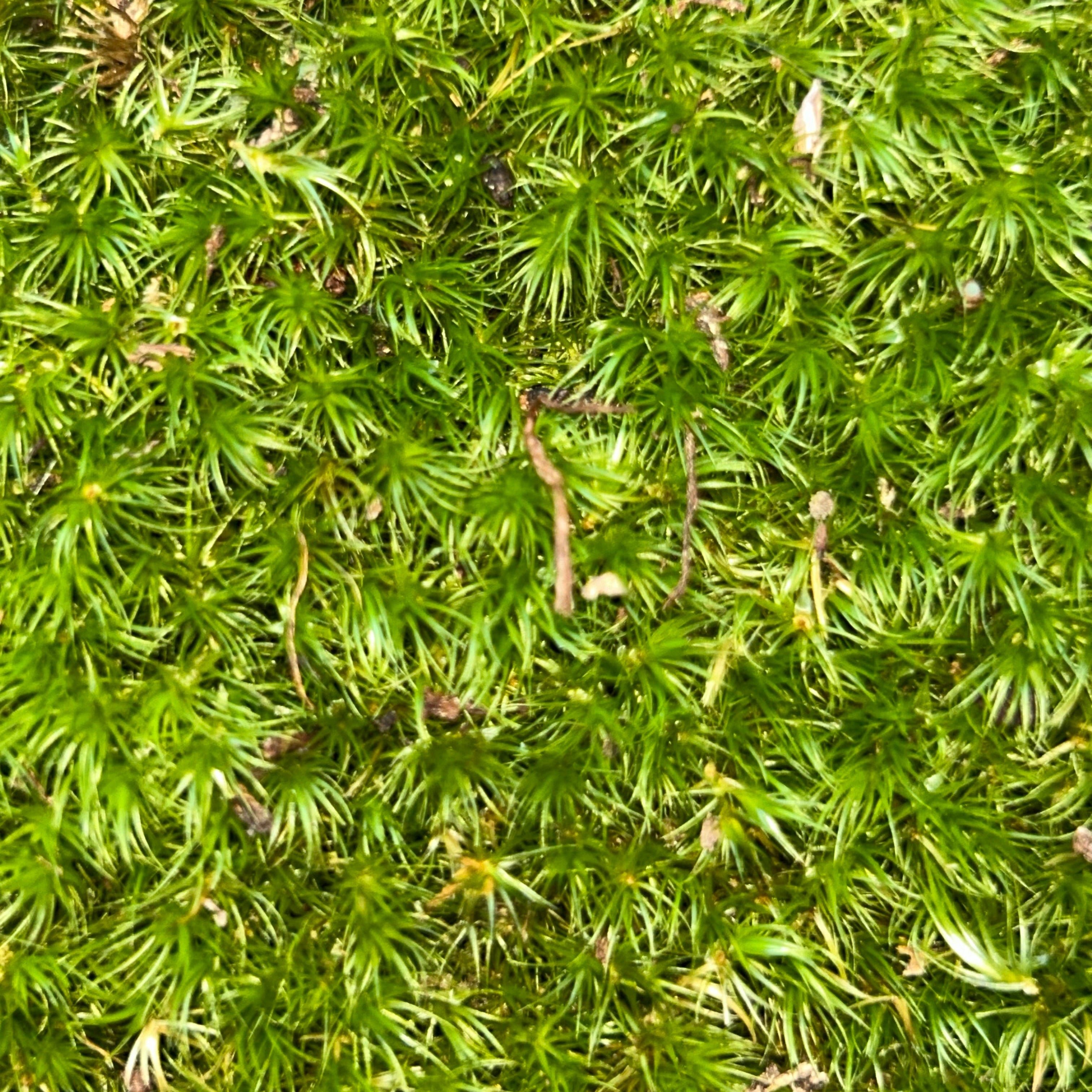 Live Mood Moss (Dicranum scoparium)