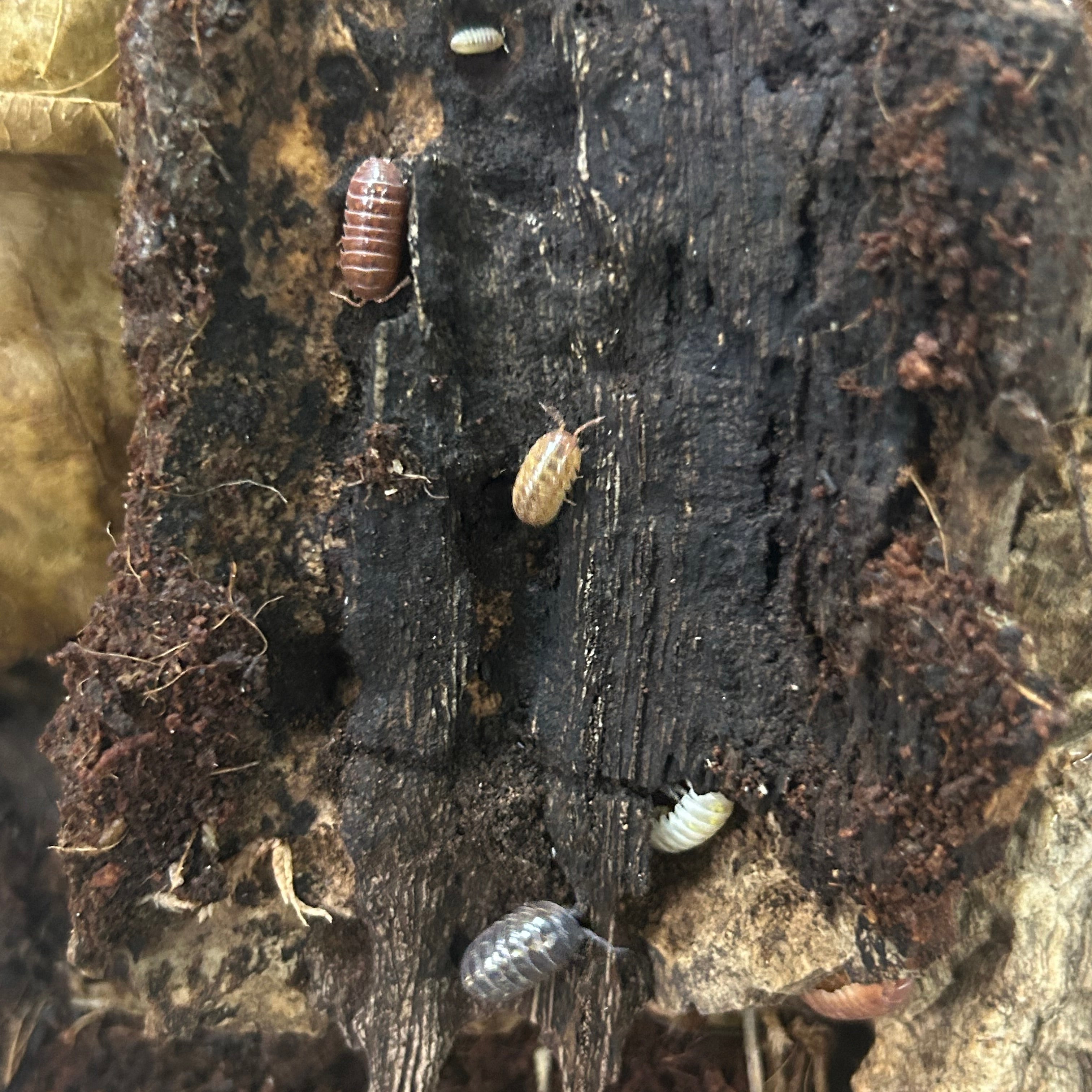 Gem Mix (Armadillidium vulgare)