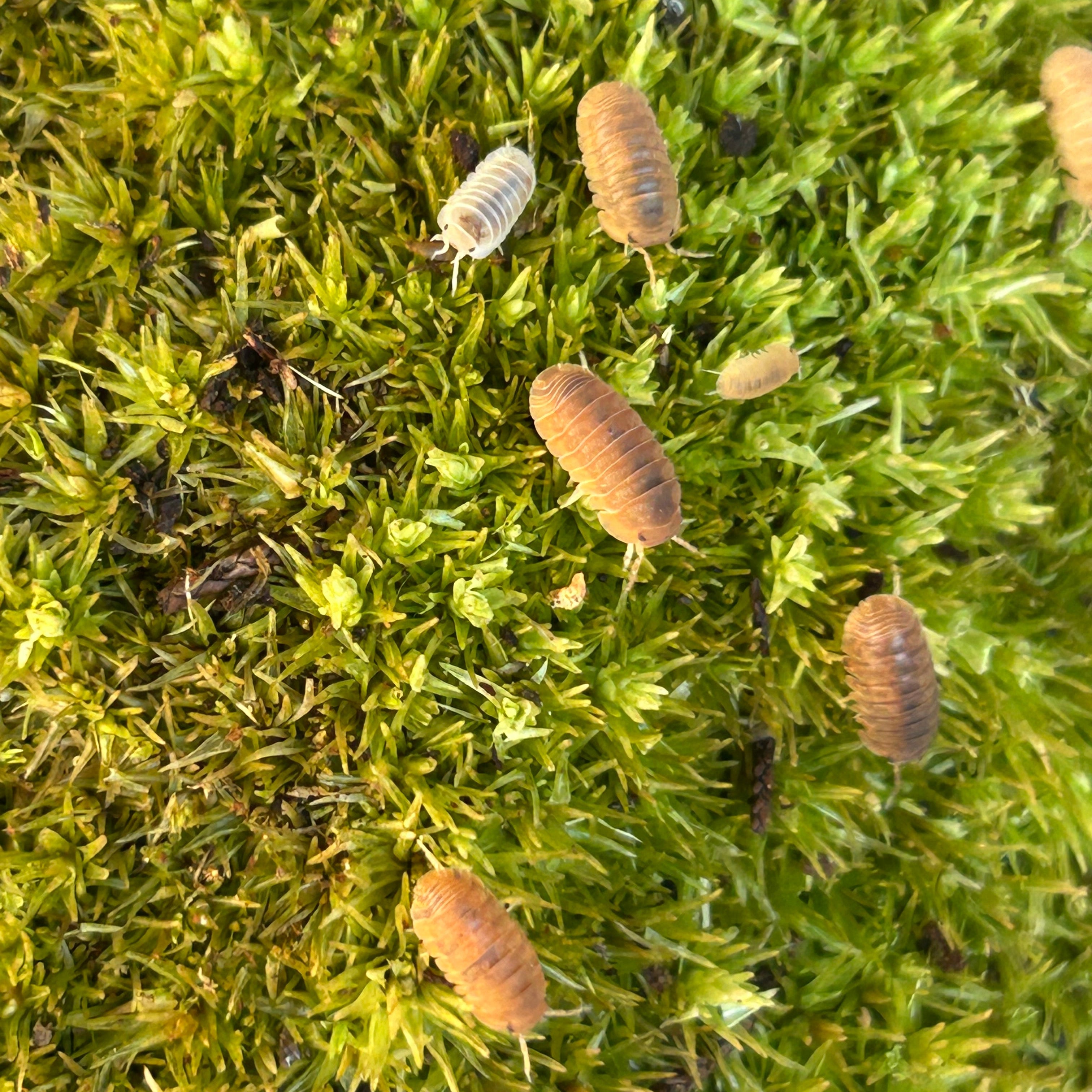 Cubaris Murina "Anemone"