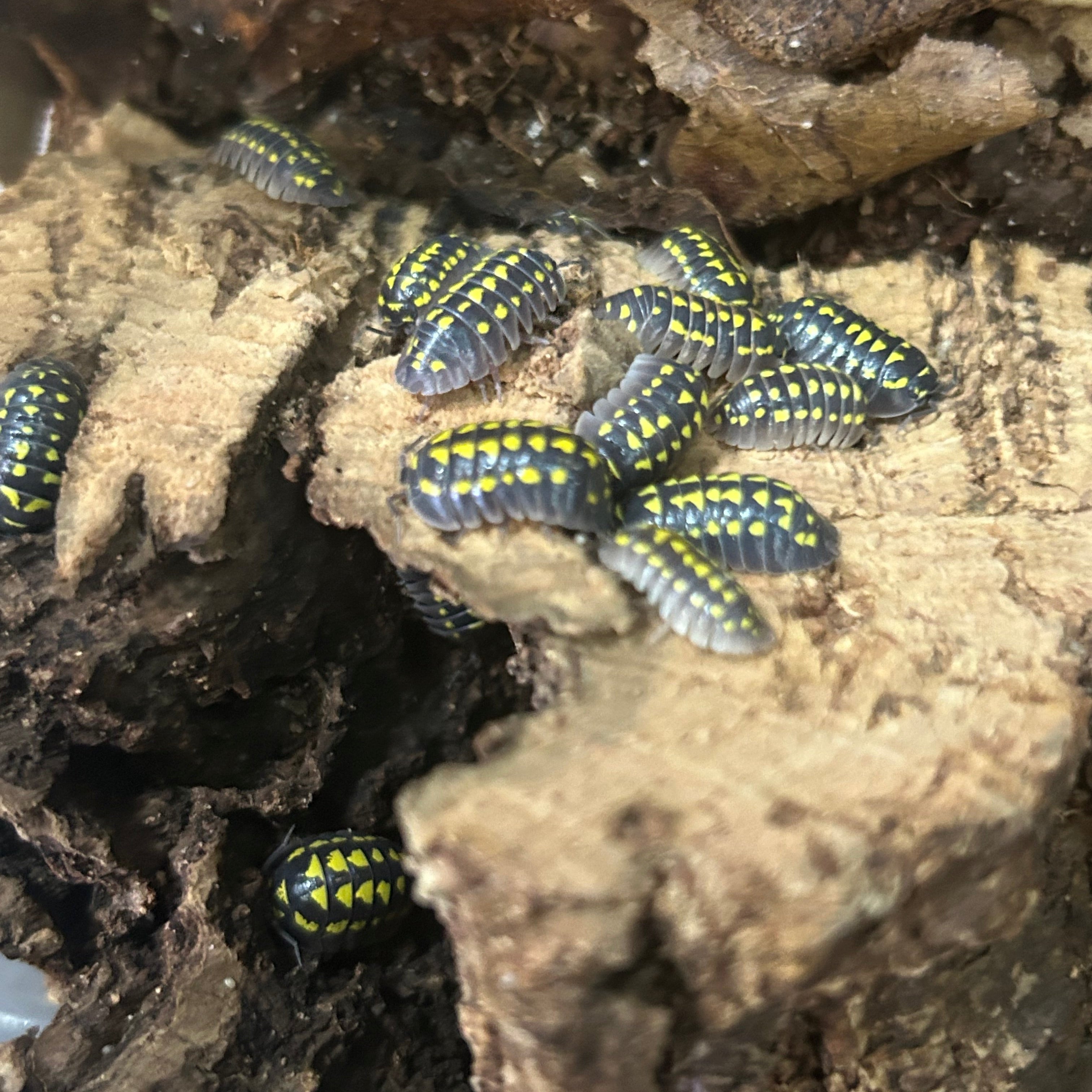 Armadillidium "Gestroi"