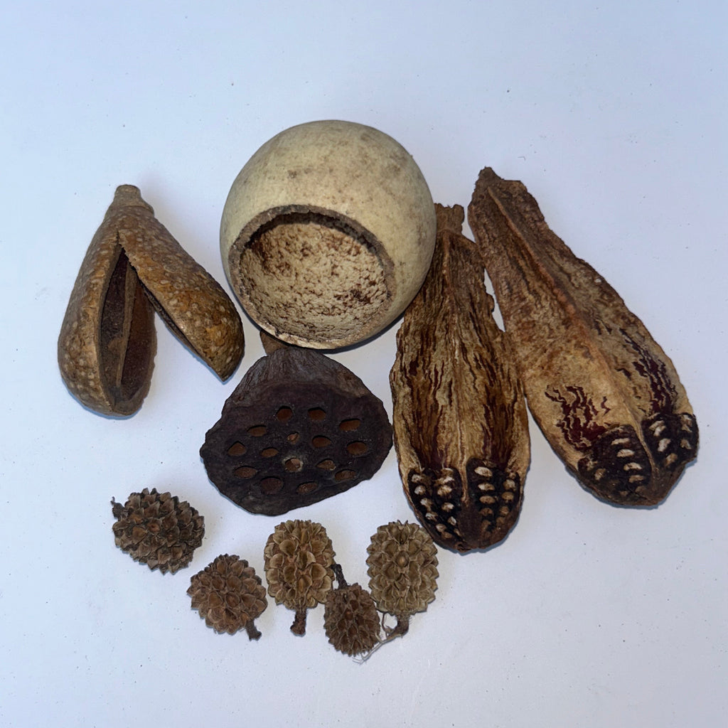 Nano Vivarium Botanicals