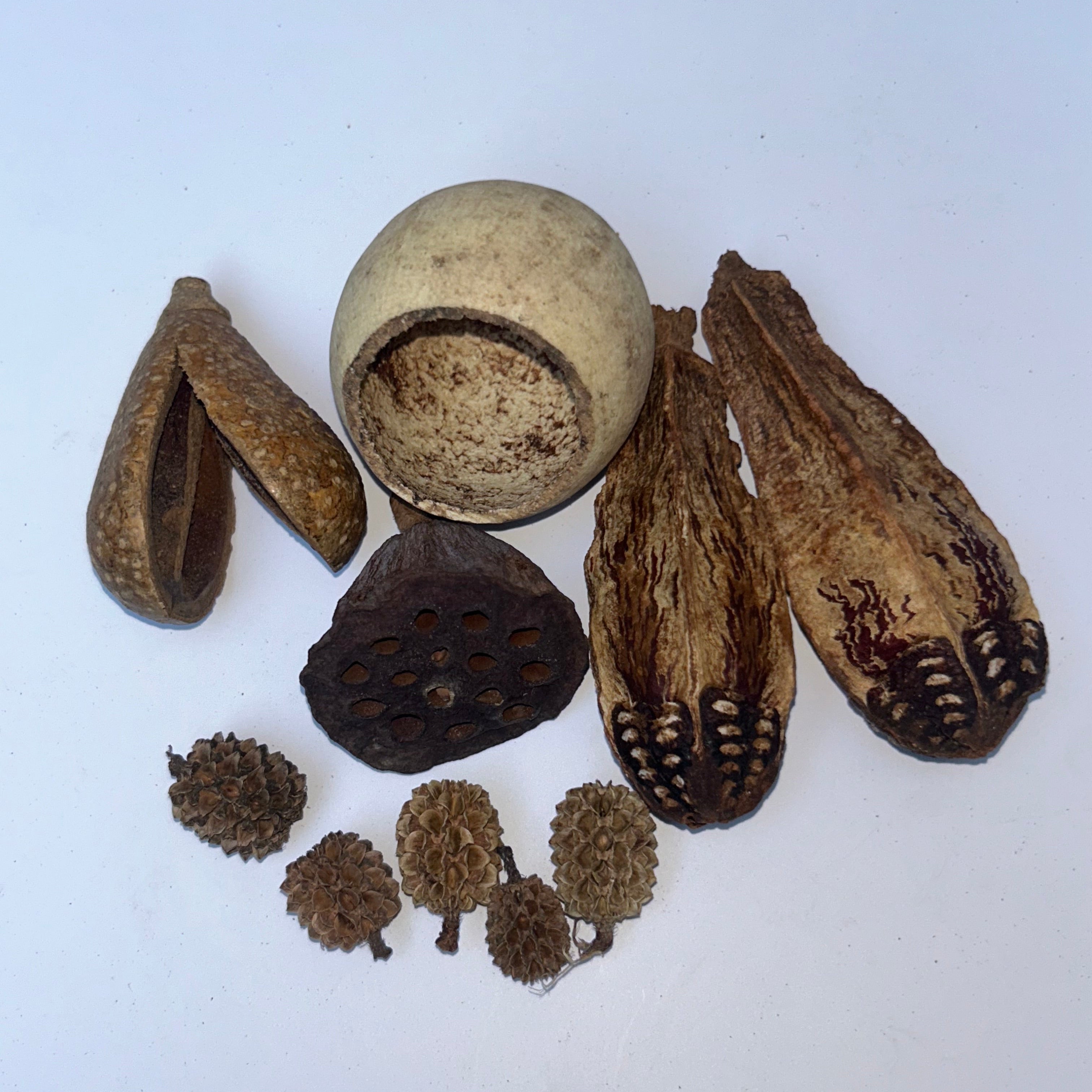 Nano Vivarium Botanicals
