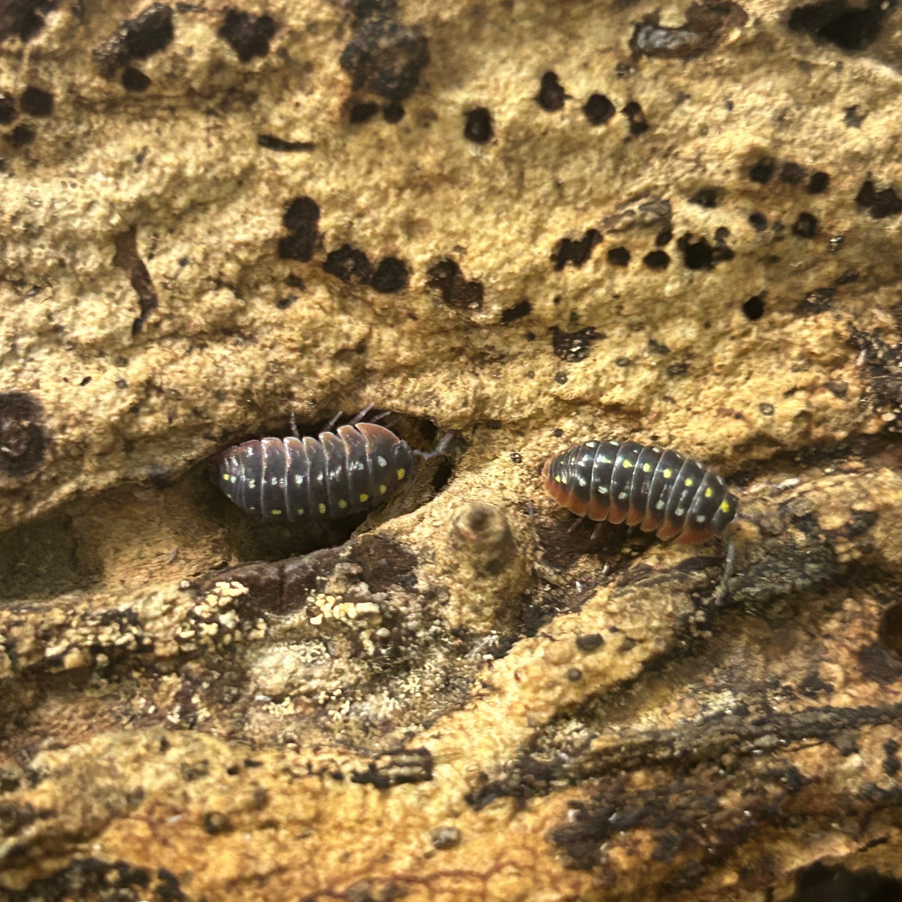 Clowns (Armadillidium klugii)
