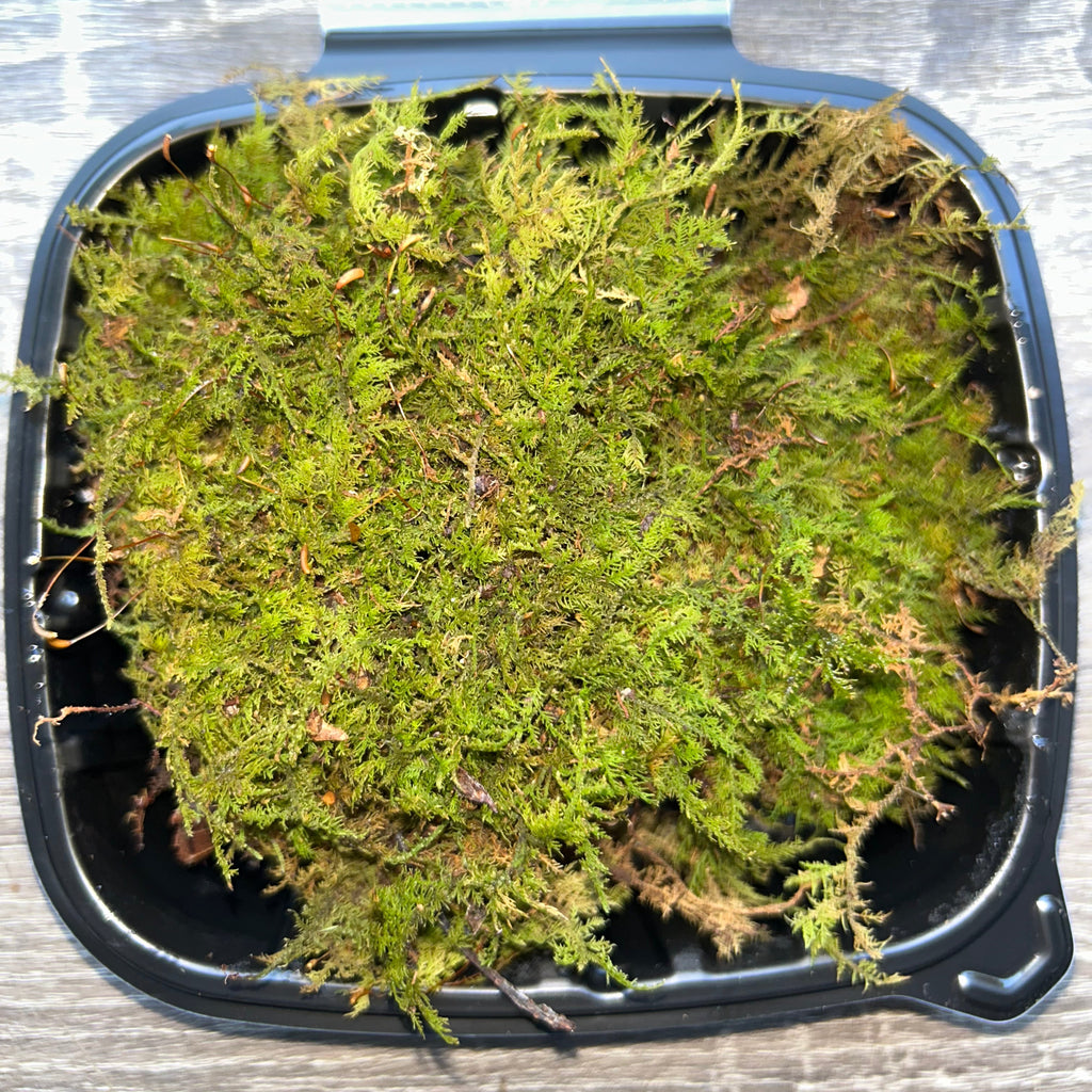 Live Fern Moss (Thuidium delicatulum)