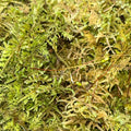 Live Sheet Moss (Hypnum imponens)