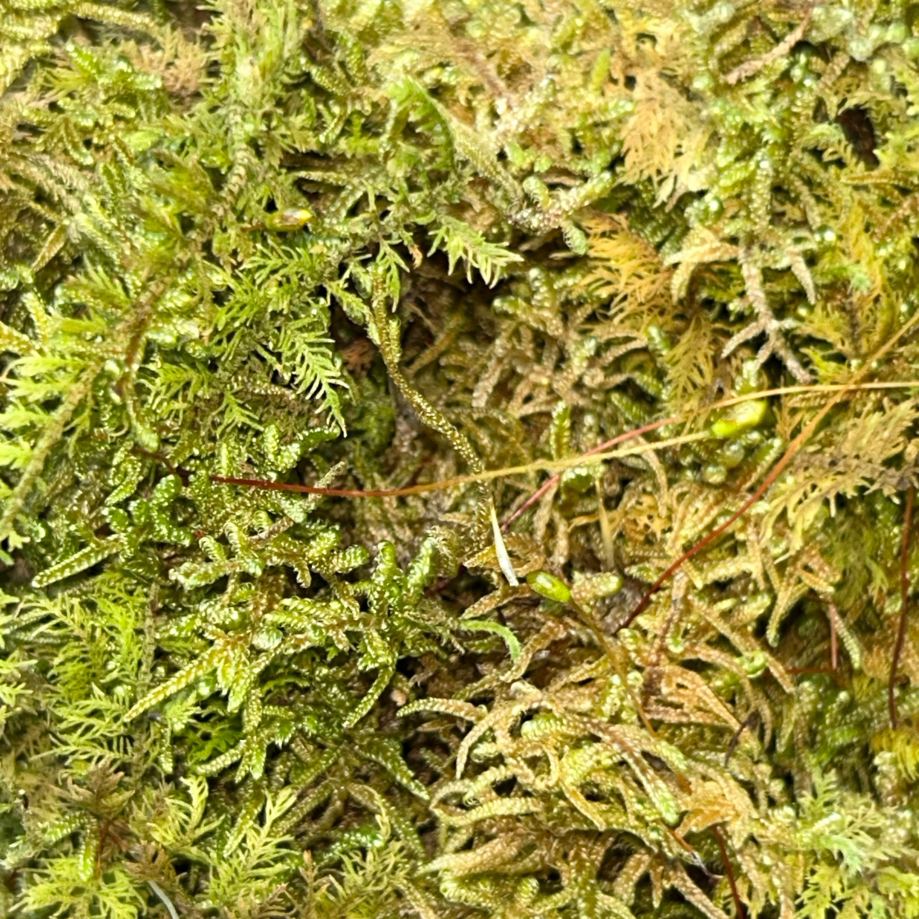 Live Sheet Moss (Hypnum imponens)