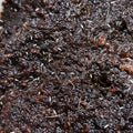 Temperate Springtails (Folsomia candida)