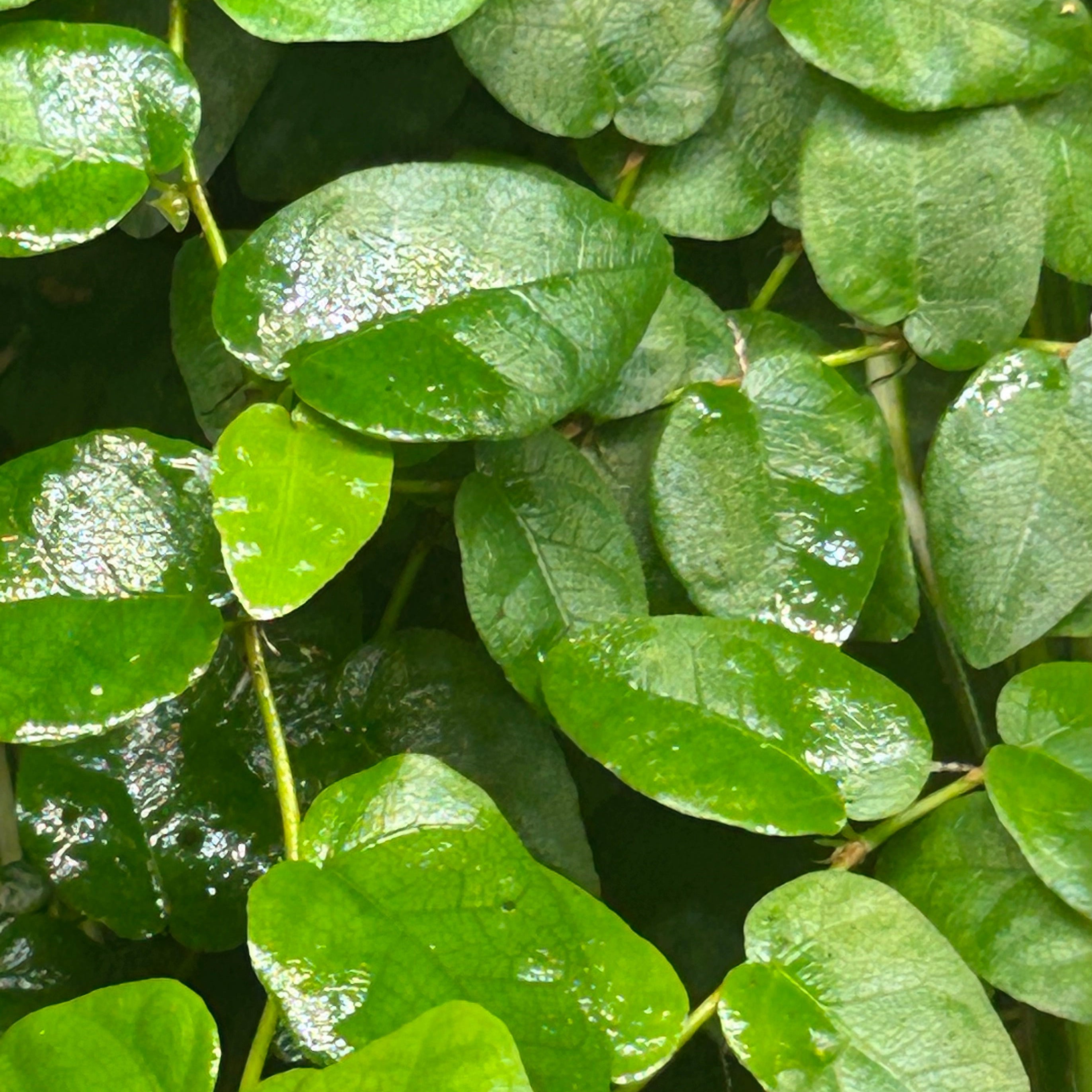 Ficus Pumila (Creeping Fig)