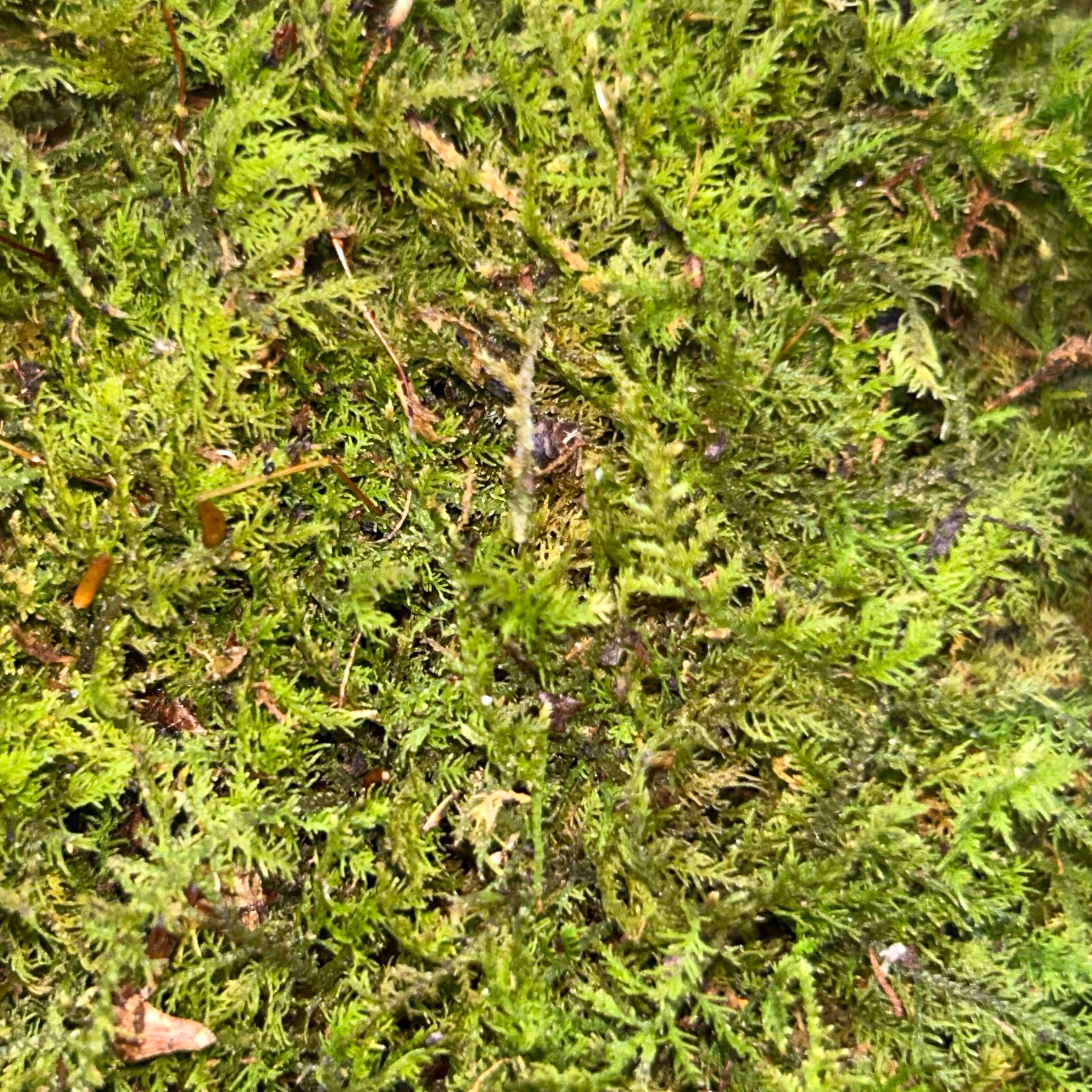 Live Fern Moss (Thuidium delicatulum)