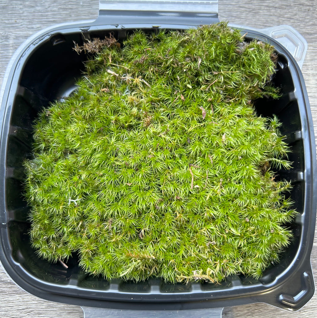 Live Mood Moss (Dicranum scoparium)