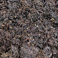 Asian Orange Springtails (Yuukianura Aphoruroides)