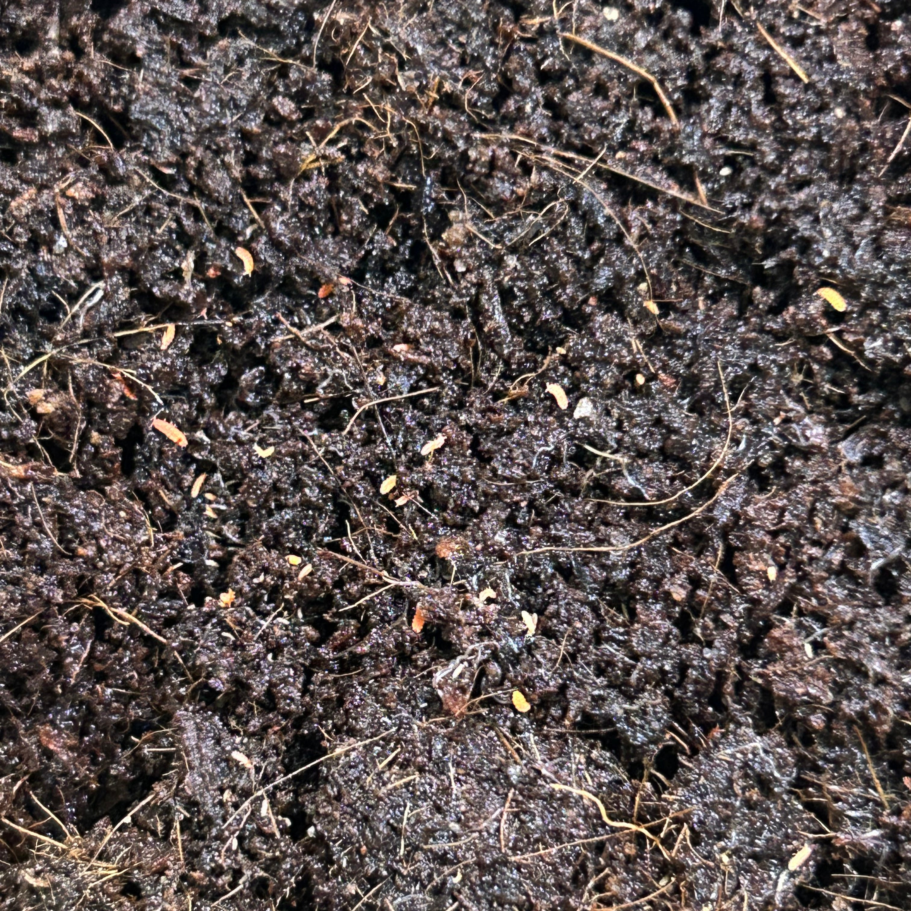 Asian Orange Springtails (Yuukianura Aphoruroides)