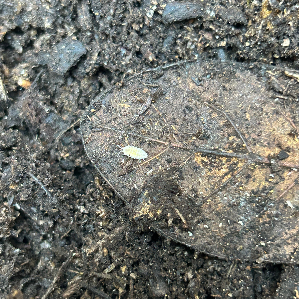 12"x12"x18" Kit