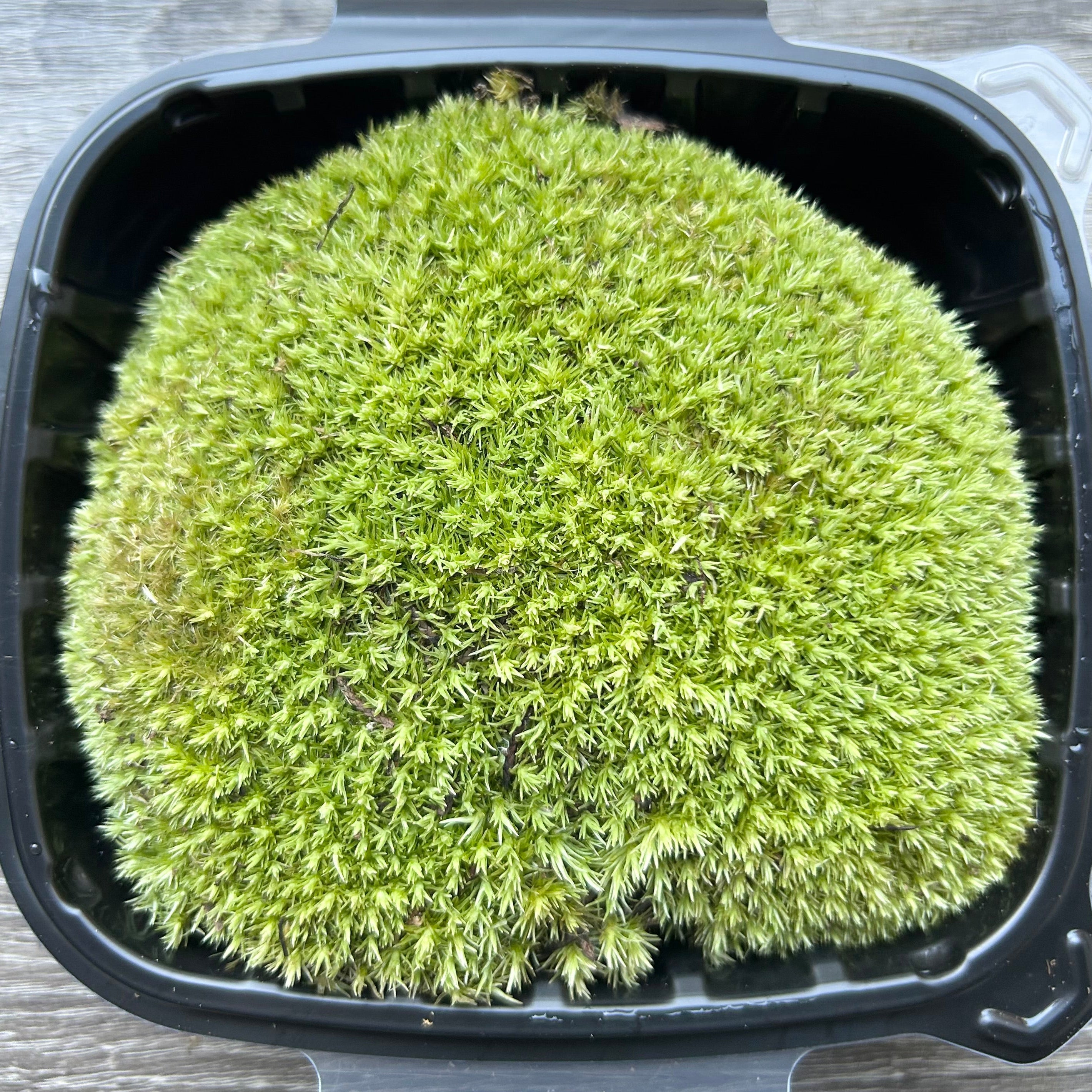 Live Pincushion Moss (Leucobryum glaucum)