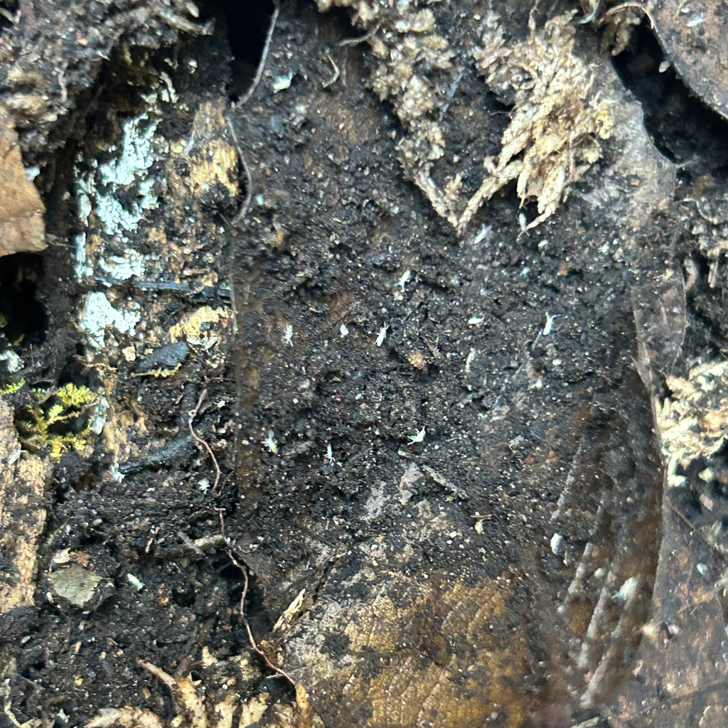 Dwarf White Isopods (Trichorhina tomentosa)