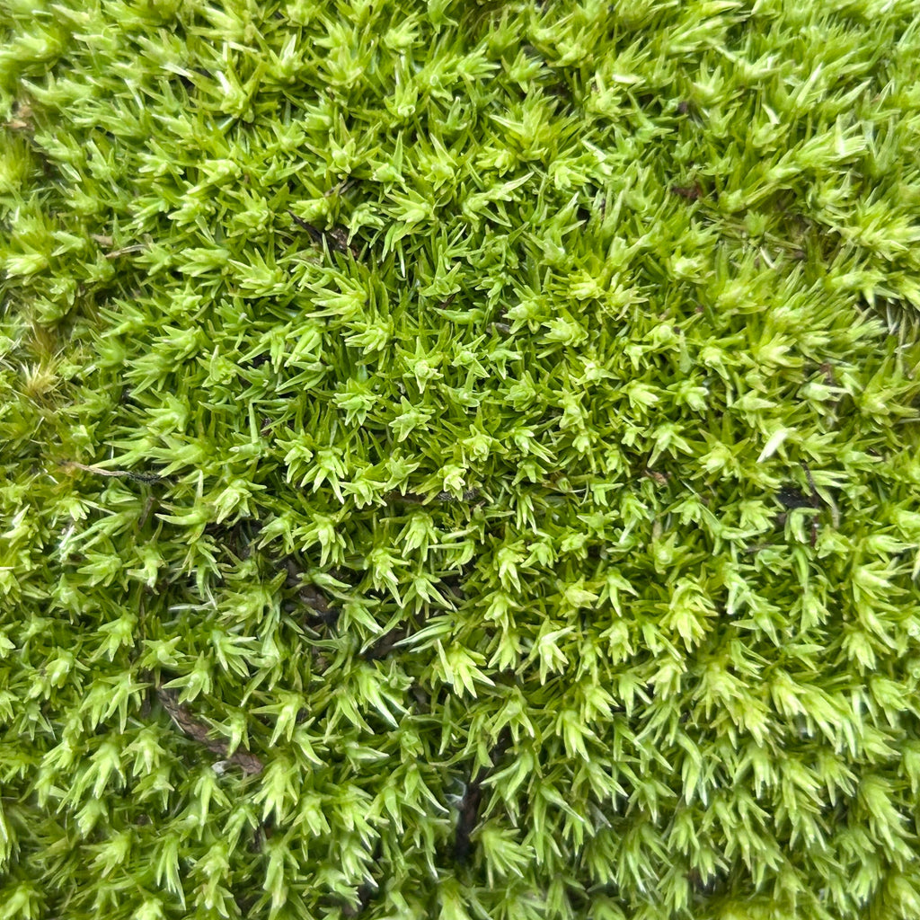 Live Pincushion Moss (Leucobryum glaucum)