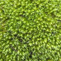 Live Pincushion Moss (Leucobryum glaucum)
