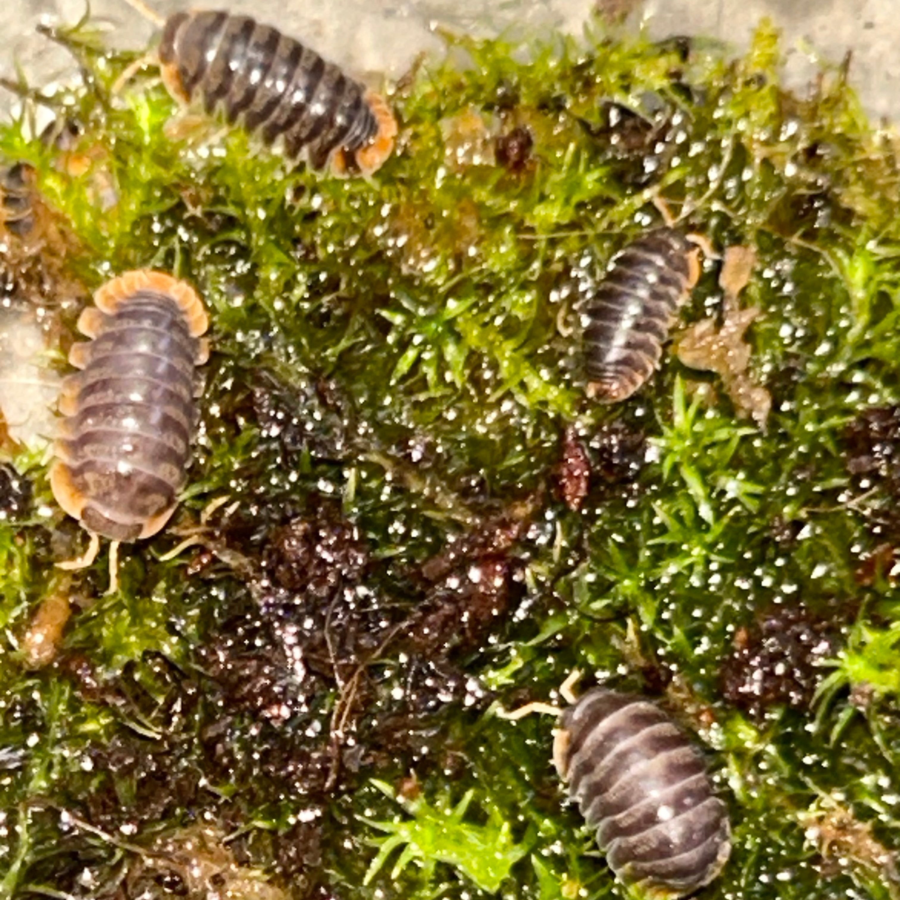 Cubaris Iriomotensis “Miyako”