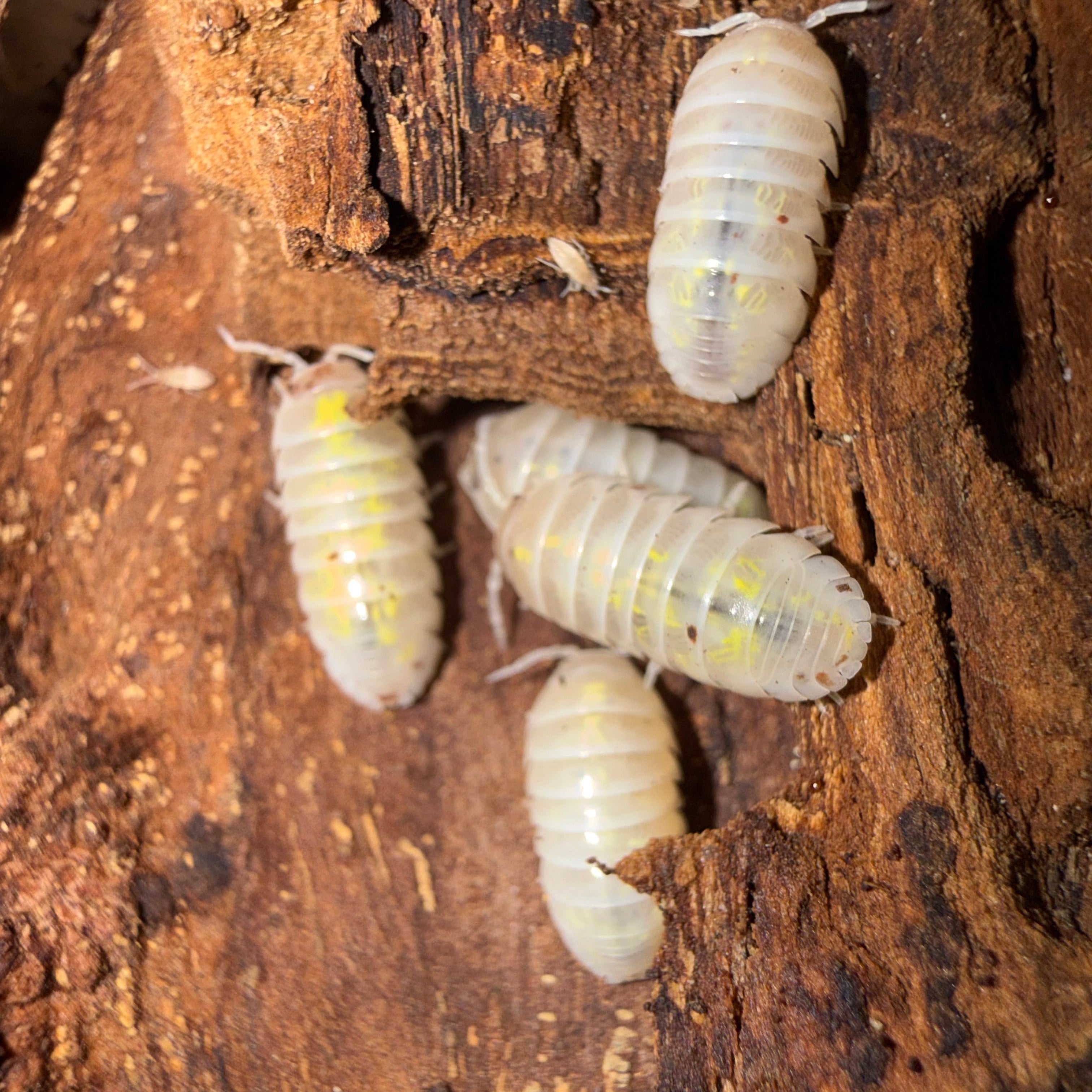 Japanese Magic Potions (Armadillidium vulgare)