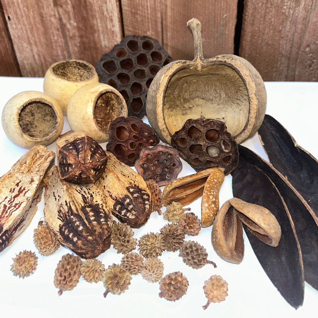 Tropical Vivarium Botanicals