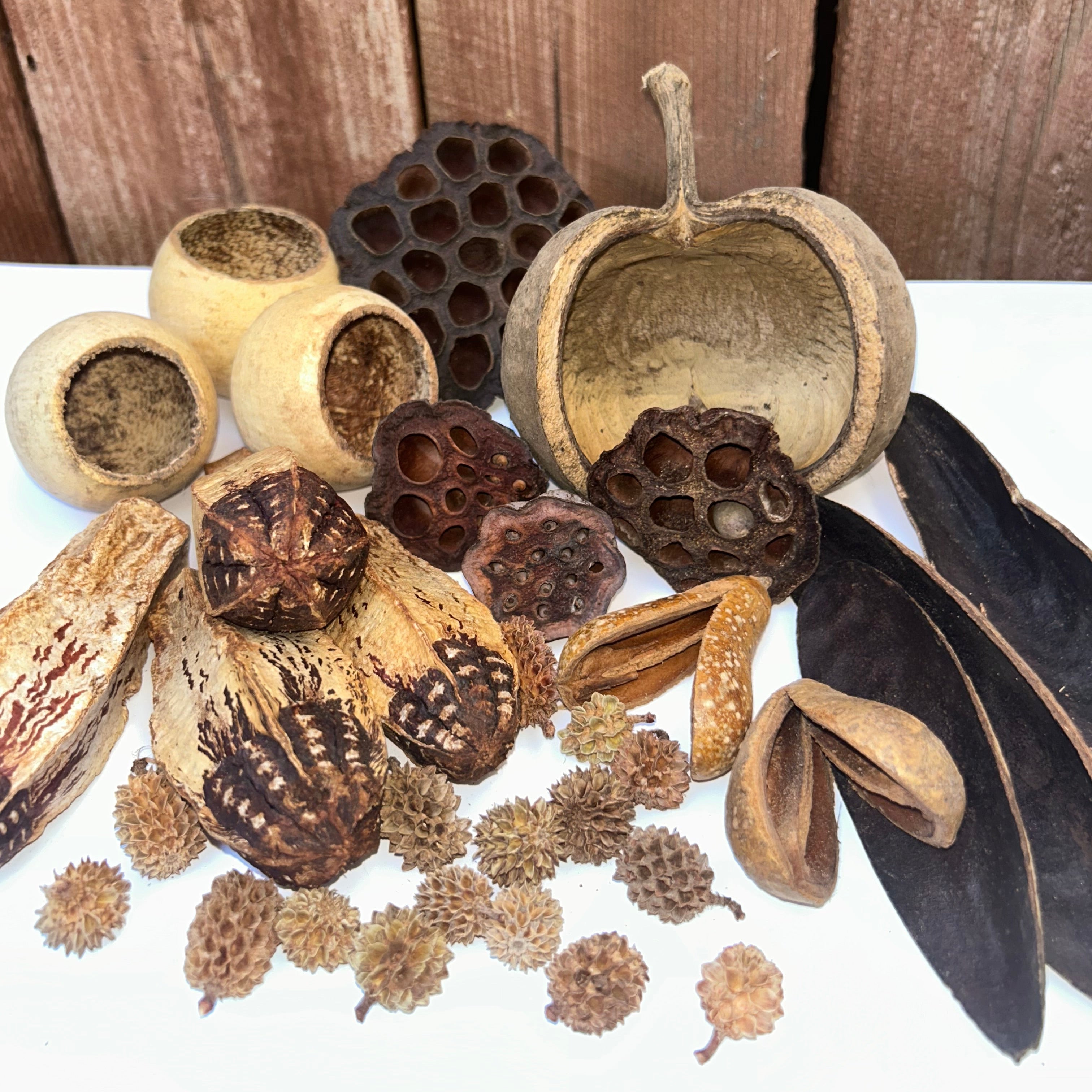 Tropical Vivarium Botanicals