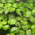 Ficus Pumila (Creeping Fig)