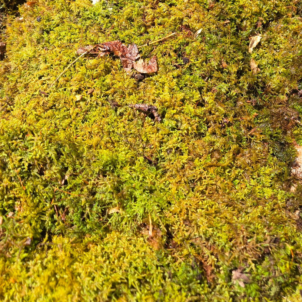 Live Sheet Moss (Hypnum imponens)