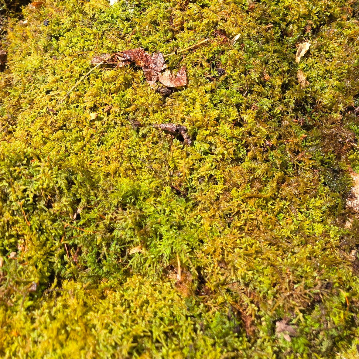 Live Sheet Moss (Hypnum imponens)