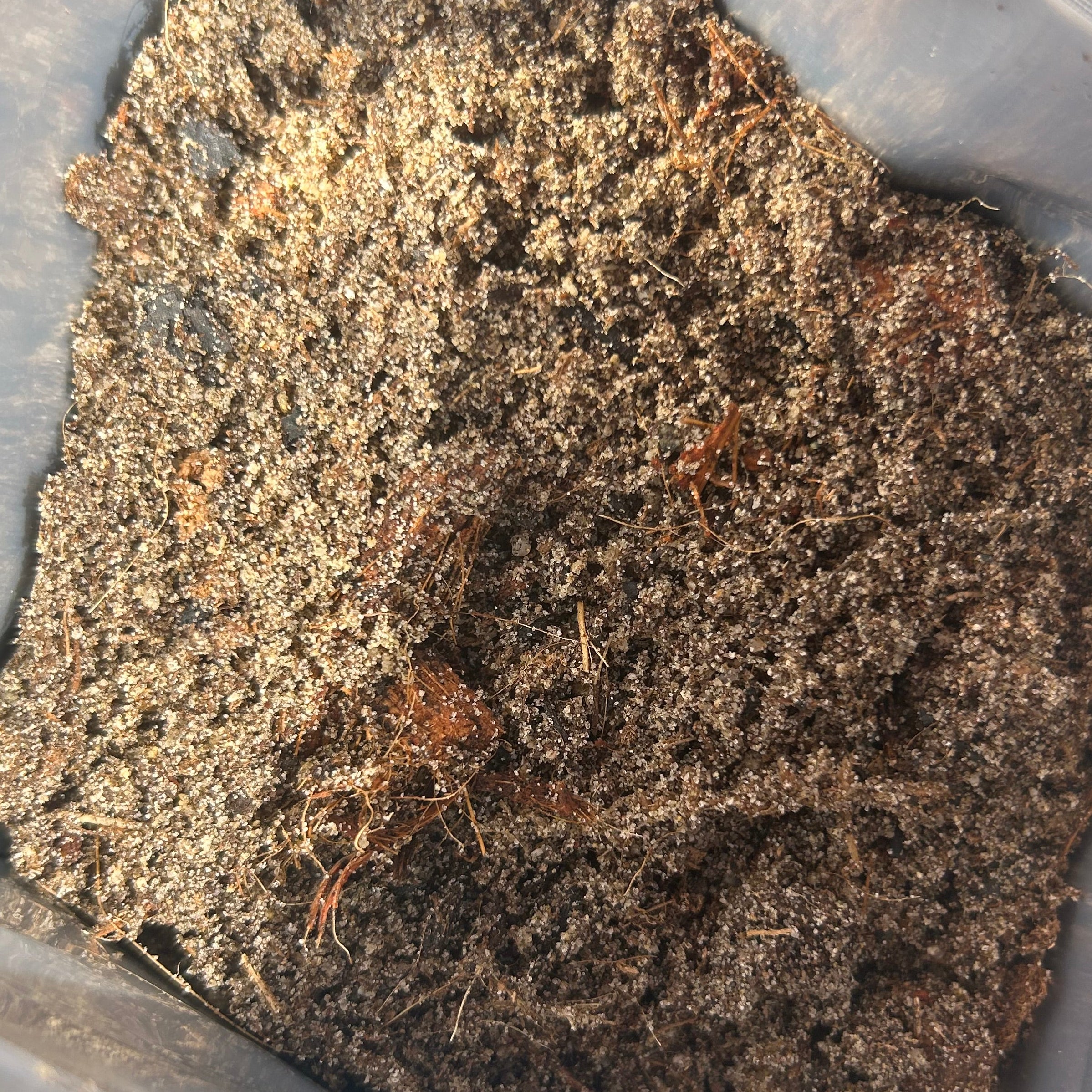 Girl Dirt Desert Blend