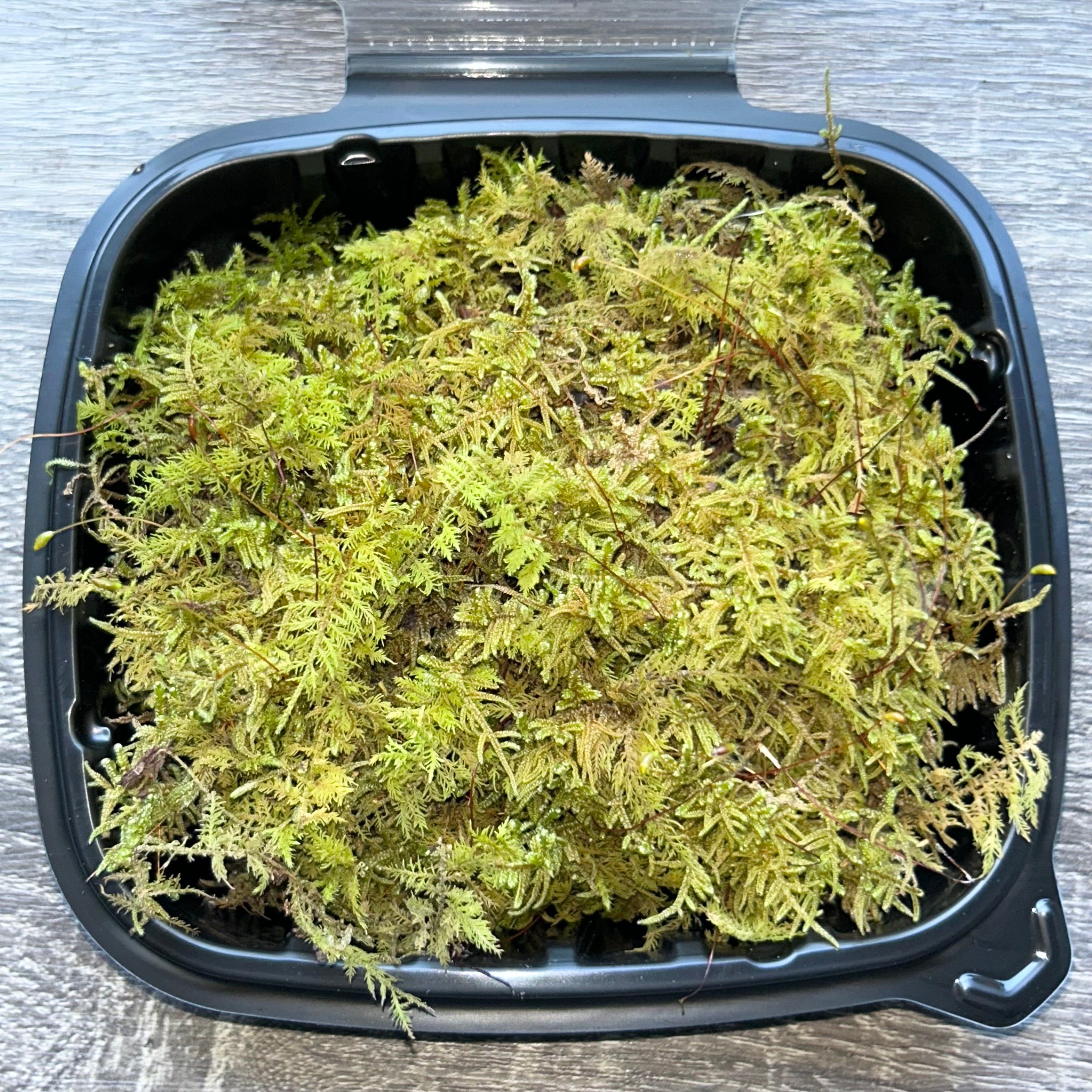 Live Sheet Moss (Hypnum imponens)