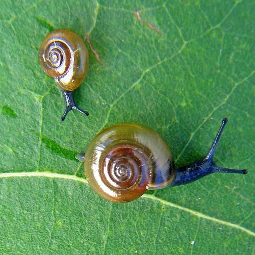 Garlic Snails (Oxychilus alliarius)